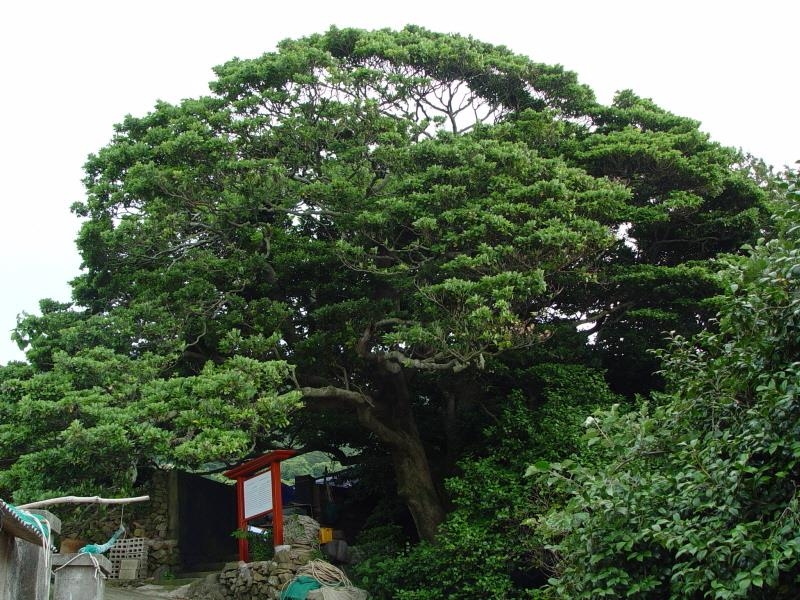 통영 추도 500년 후박나무